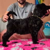 Russian Black Terrier - Both