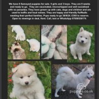 Samoyed - Both