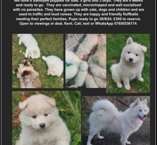 Samoyed