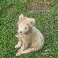 Samoyed - Both