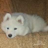 Samoyed - Both