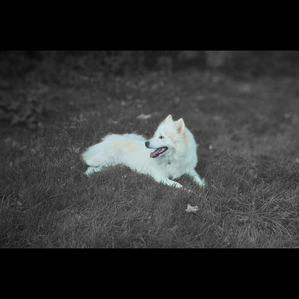 Samoyed - Bitches