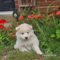 Samoyed - Both