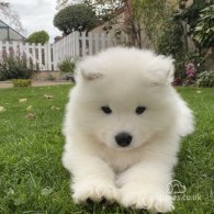 Samoyed - Both