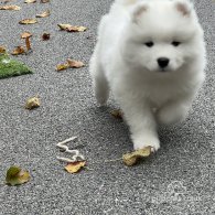 Samoyed - Both