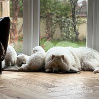 Samoyed - Both