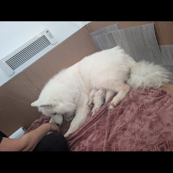 Samoyed - Both