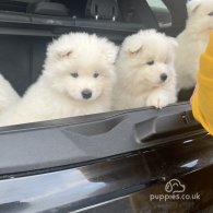 Samoyed - Both