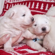 Samoyed - Both