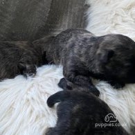 Schnoodle - Dogs