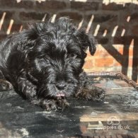 Scottish Terrier - Both