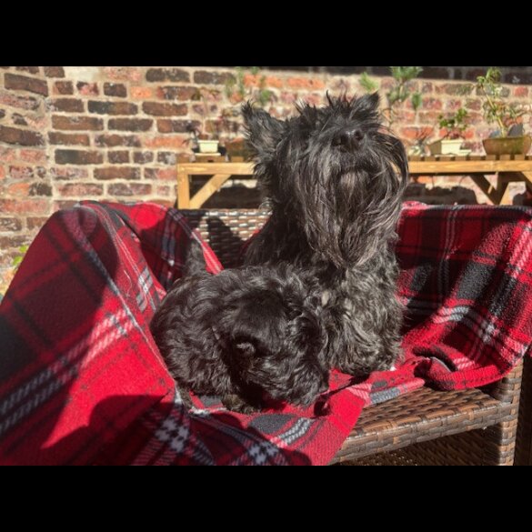 Scottish Terrier - Both