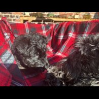 Scottish Terrier - Both