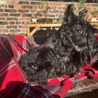 Scottish Terrier - Both