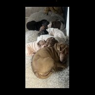 Shar Pei - Both