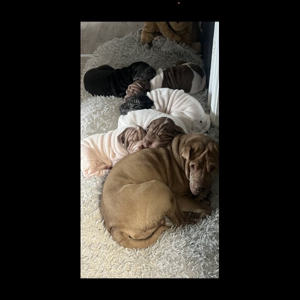 Shar Pei - Both