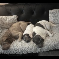 Shar Pei - Both