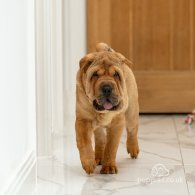 Shar Pei - Both