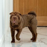 Shar Pei - Both