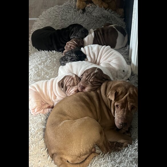 Shar Pei - Both