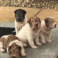 Shar Pei - Both