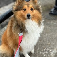 Shetland Sheepdog - Both