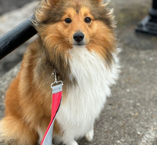 Shetland Sheepdog