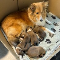 Shetland Sheepdog - Both