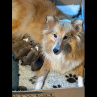 Shetland Sheepdog - Both