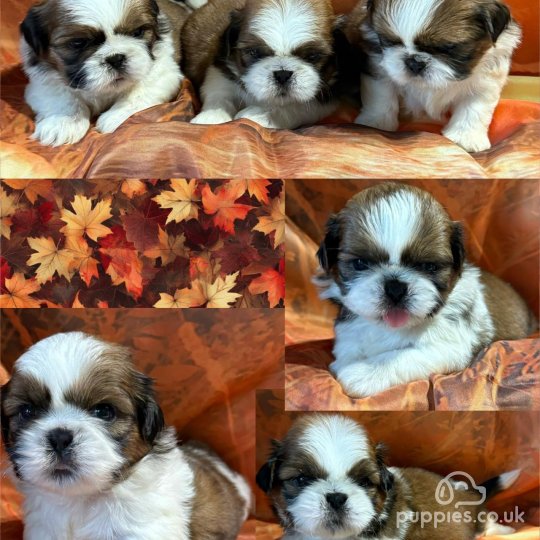 Shih Tzu - Dogs