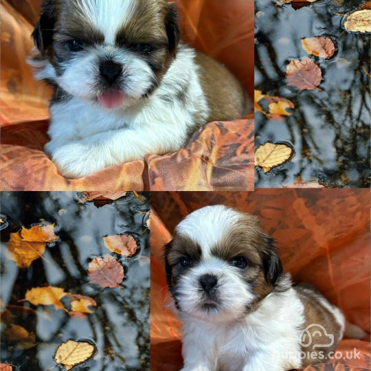 Shih Tzu - Dogs