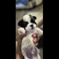 Shih Tzu - Dogs