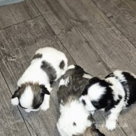 Shih Tzu - Dogs