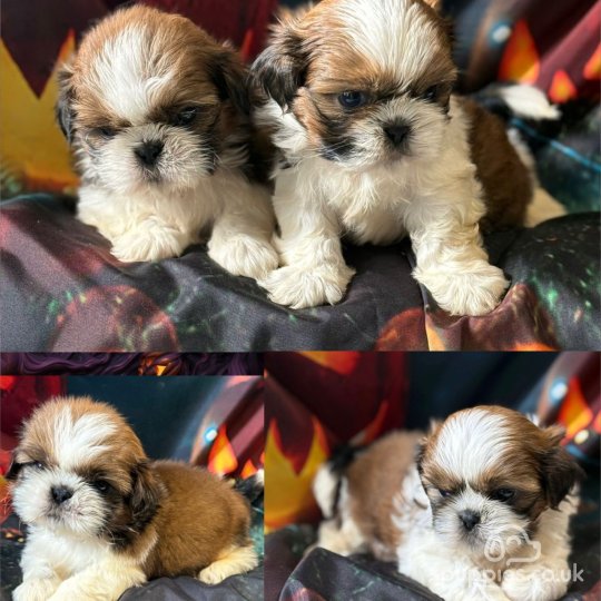 Shih Tzu - Dogs