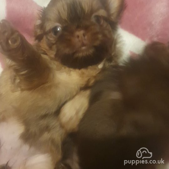 Shih Tzu - Bitches