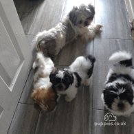 Shih Tzu - Dogs