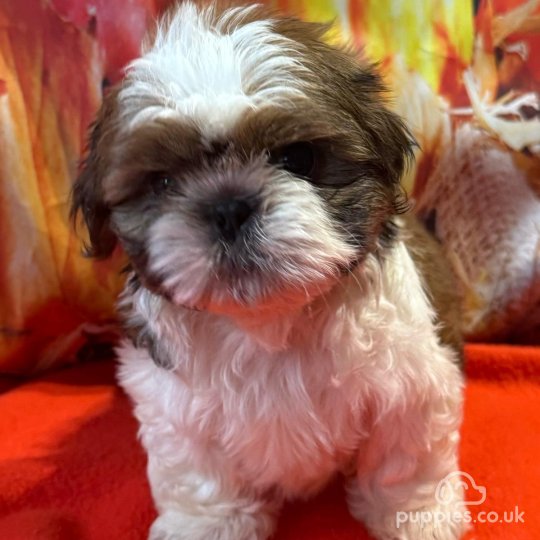 Shih Tzu - Dogs