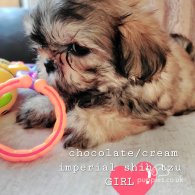 Shih Tzu - Both