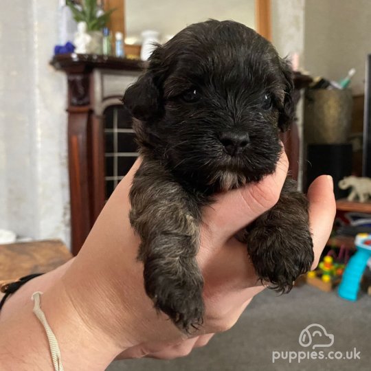 Shihpoo - Dogs