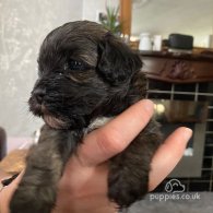 Shihpoo - Dogs