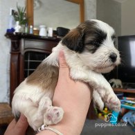 Shihpoo - Dogs