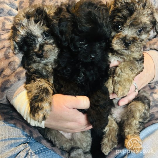 Shihpoo - Both