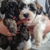 Shihpoo - Dogs