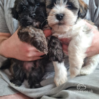 Shihpoo - Dogs