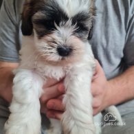 Shihpoo - Dogs