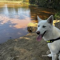 Siberian Husky - Bitches