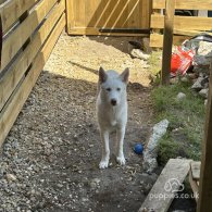 Siberian Husky - Bitches