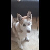 Siberian Husky - Bitches