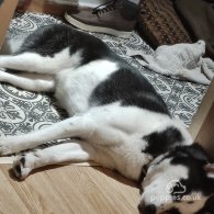 Siberian Husky - Bitches