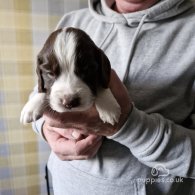 Sprocker Spaniel - Both